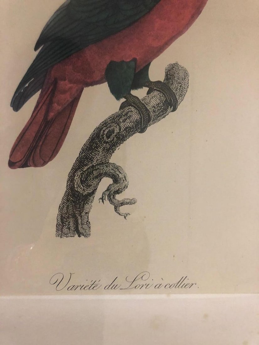 Lori à Collier Engraving by Auguste Pinxt, 1950s - 4