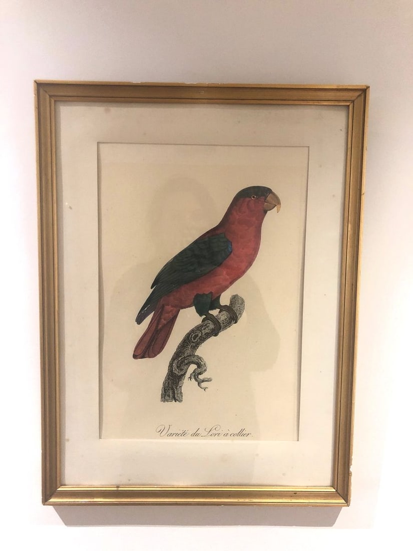 Lori à Collier Engraving by Auguste Pinxt, 1950s - 5
