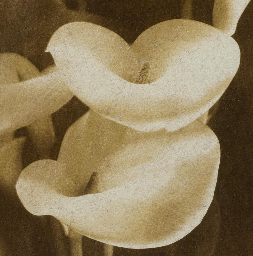 Ian Sanderson, Lilies, 1993, Archival Pigment Print - 2