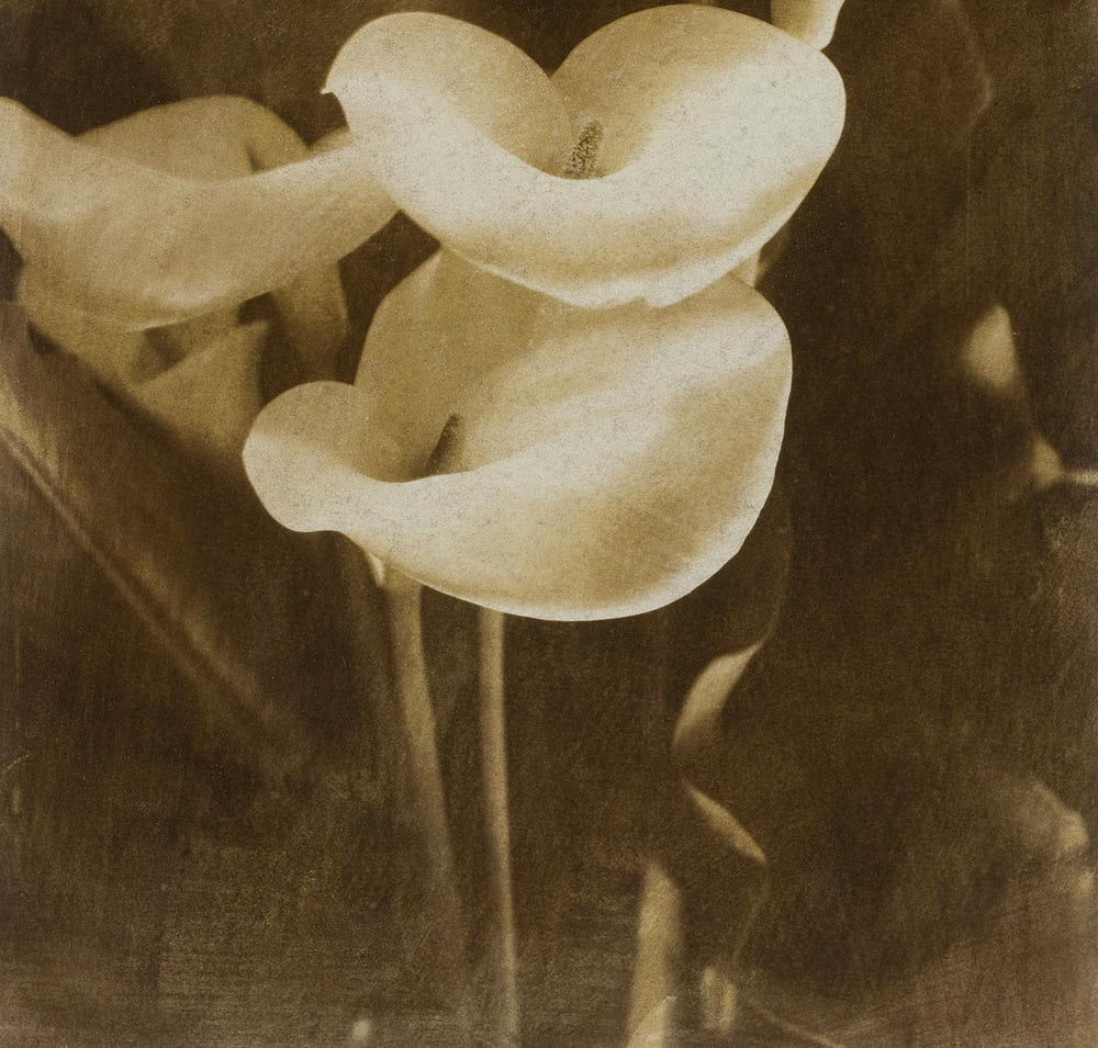 Ian Sanderson, Lilies, 1993, Archival Pigment Print - 3