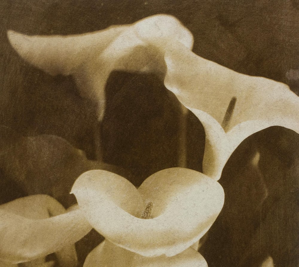 Ian Sanderson, Lilies, 1993, Archival Pigment Print - 4