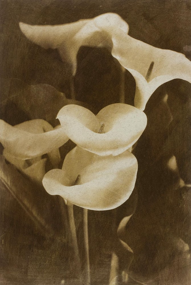 Ian Sanderson, Lilies, 1993, Archival Pigment Print - 5