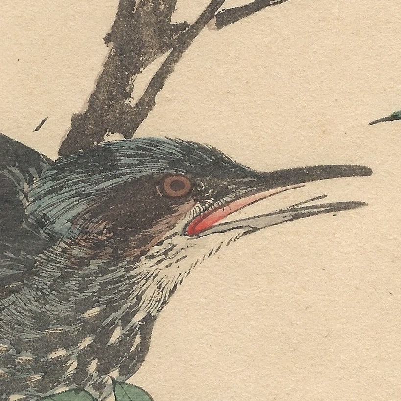 Imao Keinen, Brown-Eared Bulbul, 1892, Print - 5