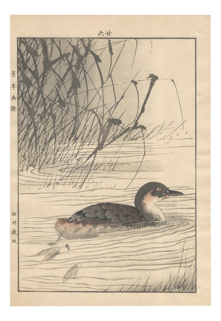 Imao Keinen, Little Grebe, 1892, Print: A Wonderful Large Woodblock print from 1892 by Imao Keinen (今尾 景年), representing a Little Grebe (カイツブリ) among Manchurian Wild Rice