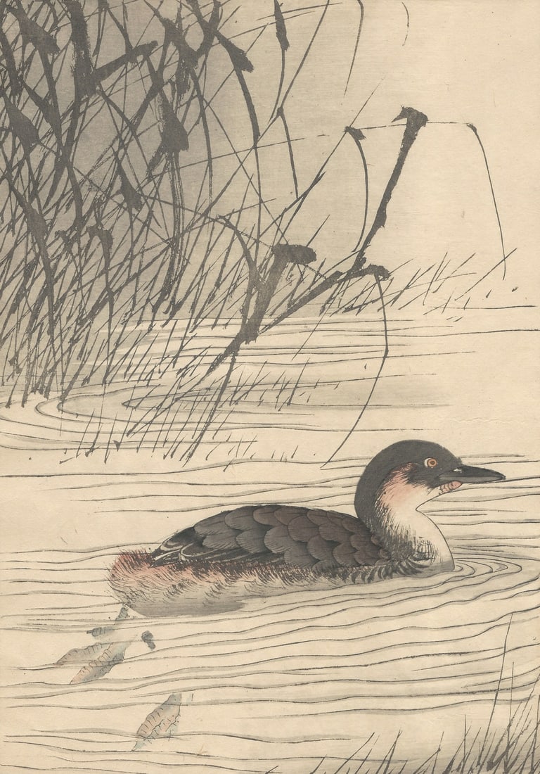 Imao Keinen, Little Grebe, 1892, Print - 2