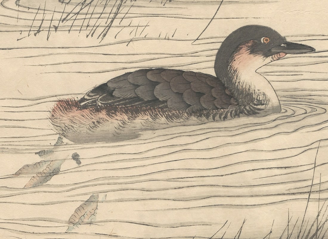 Imao Keinen, Little Grebe, 1892, Print - 3