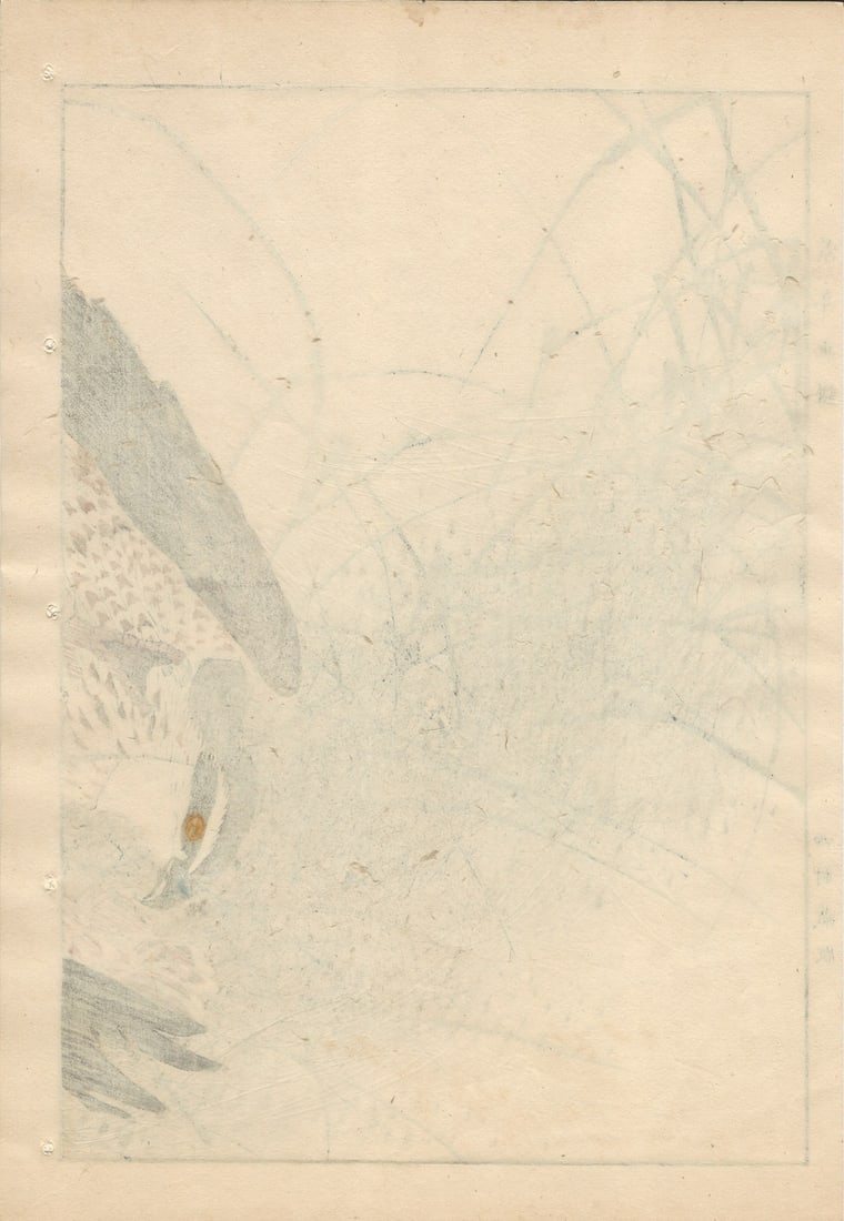 Imao Keinen, Eurasian Goshawk, 1892, Print - 14