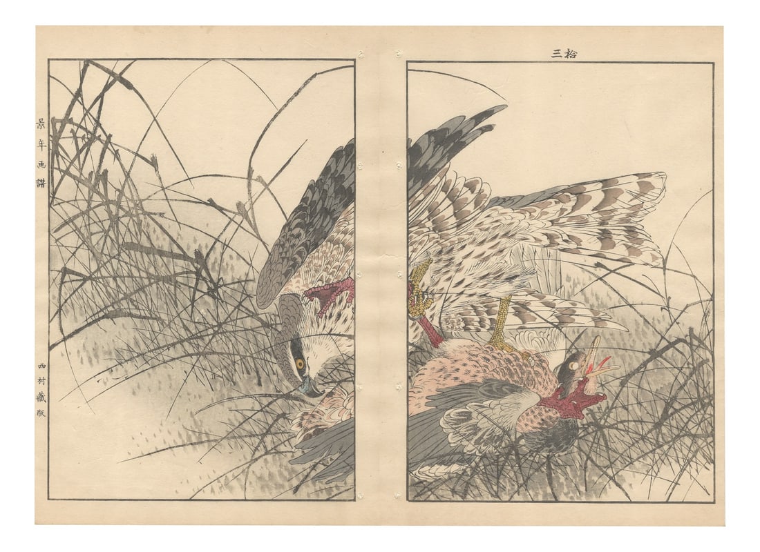 Imao Keinen, Eurasian Goshawk, 1892, Print: Superb ExtraLarge double-page Woodblock print from 1892 by Imao Keinen (今尾 景年), representing a Eurasian Goshawk (オオタカ) grabbing a Eurasian Teal