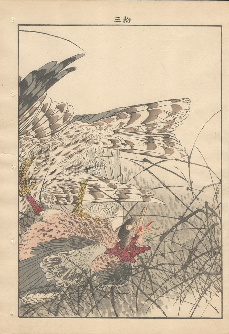 Imao Keinen, Eurasian Goshawk, 1892, Print - 3