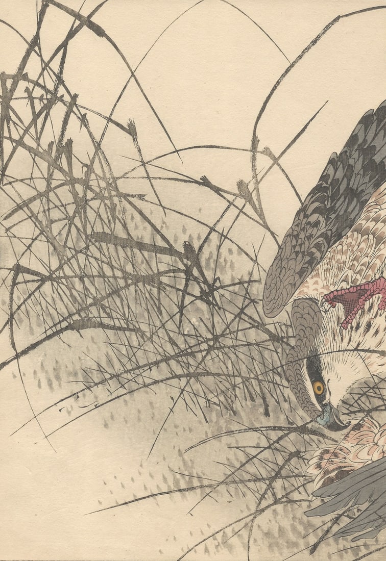 Imao Keinen, Eurasian Goshawk, 1892, Print - 5