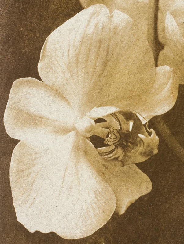 Ian Sanderson, Orchid 2, 2010, Archival Pigment Print - 2