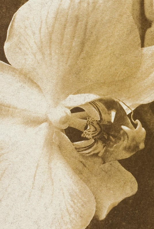 Ian Sanderson, Orchid 2, 2010, Archival Pigment Print - 3