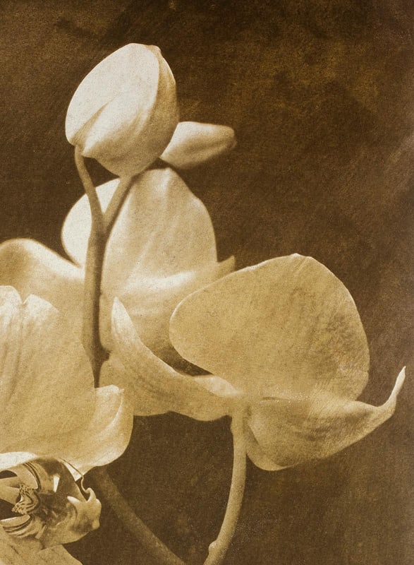 Ian Sanderson, Orchid 2, 2010, Archival Pigment Print - 4
