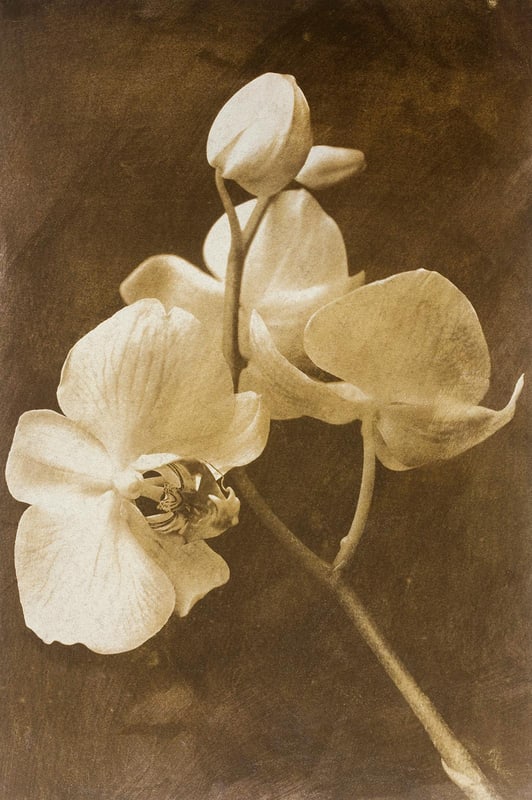 Ian Sanderson, Orchid 2, 2010, Archival Pigment Print - 5