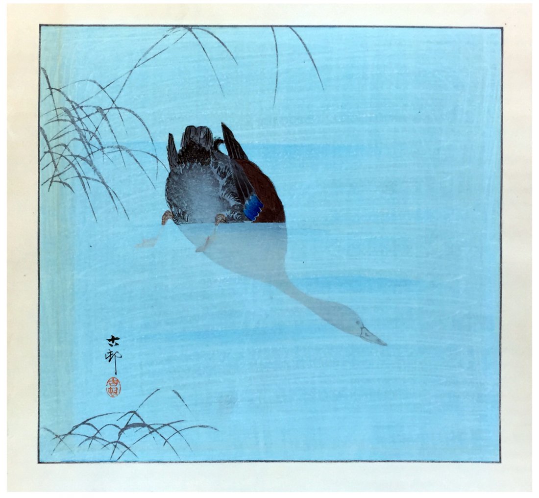 Japanese Woodblock Print Ohara Koson: Japanese Woodblock Print by Ohara Koson Diving Mallard