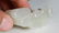 CHINESE QING DYNASTY WHITE JADE CARVED BOY AND CAT - 4