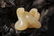 CHINESE SONG DYNASTY WHITE JADE CARVED SNAKE