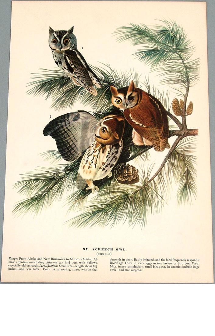Old Bird Prints - Screech Owl & Marsh Wren: This is a pair of old bird prints from a naturalist guide or scientific encyclopedia. One page with a print on each side. We don't know the origin and they have no markings that would help us determin