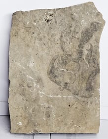 Hard Rock Sea Scorpion Fossil In Matrix