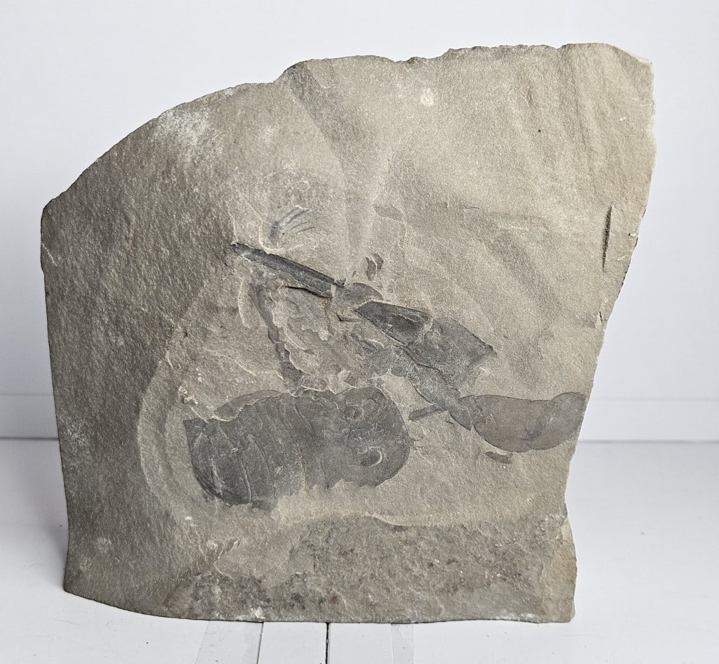 Hard Rock Multi Sea Scorpion Fossil in Matrix: tem is the exact item in the image bidder is respnsible for all value and grade determinatin - Please review the entire terms and condtions prior to placing any bids- All sales final and any bid is an