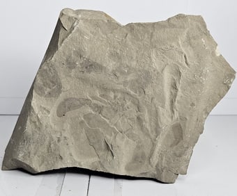 Hard Rock Sea Scorpion Fossil in Matrix