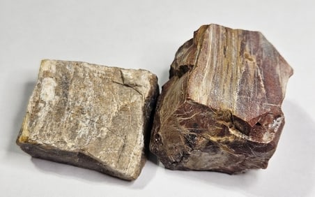 44.09 gram Natural Petrified Wood Lot