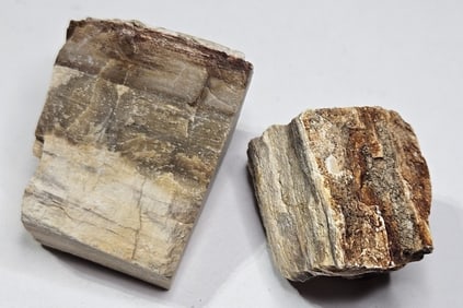 43.20 gram natural petrified Wood Lot