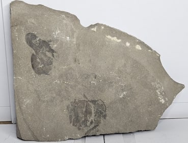 Hard Rock Sea Scorpion Fossil in Matrix