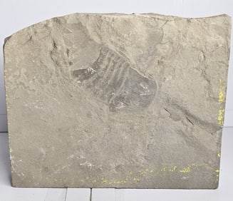 Hard Rock Detailed Sea Scorpion Fossil