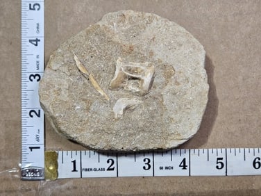 Whale Vertebrae Fossil in Matrix