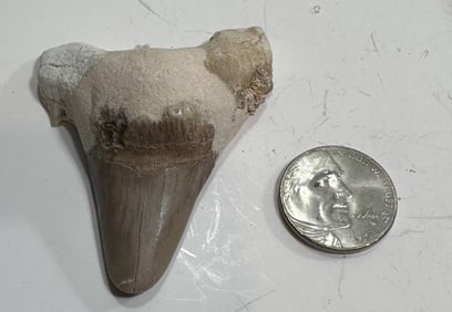 27.1 Gram Natural Fossilized Sharks Tooth