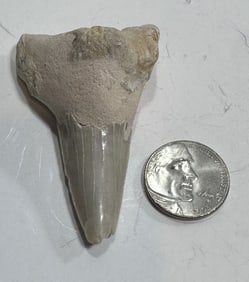 Large 28.7 Gram Natural Shark Tooth Fossil
