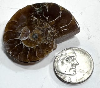 16.1 Large Fossilized Ammonite