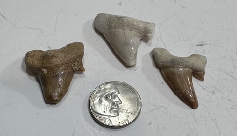 12.9 TGW Natural Fossilized Shark Teeth