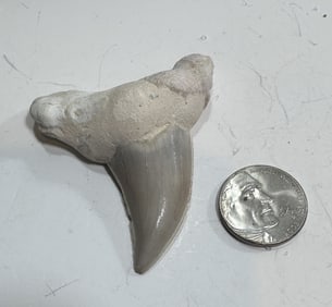 19.6 High Quality Shark Tooth Fossil