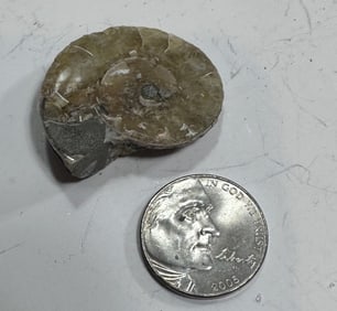 9.8 gram Natural Ammonite Fossil