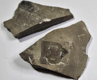 Lot of (2) Hardrock Sea Scorpion Fossils