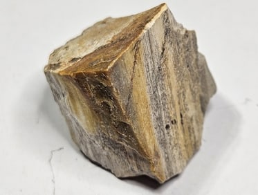 23.93 grams Natural Petrified Wood Specimen