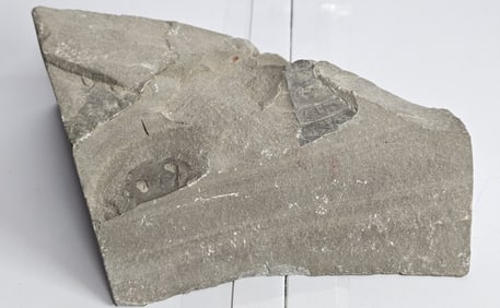 Hard Rock Sea Scorpion Fossil in Matrix