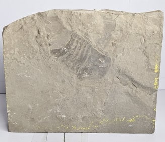 Hard Rock Detailed Sea Scorpion Fossil