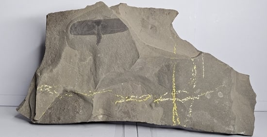 Large Hard Rock Sea Scorpion Fossil In Matirx