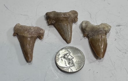 12.1 TGW Natural Shark Teeth Fossils