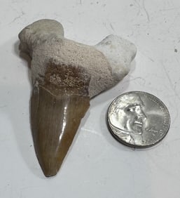 24.3 Gram Natural Fossilized Shark Tooth