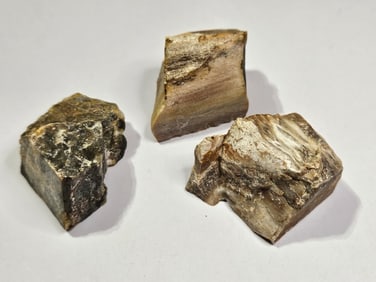 79.39 grams Petrified Wood Specimen Lot