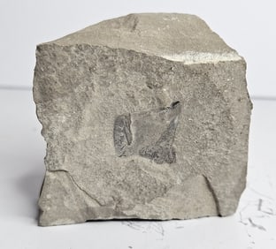 High Grade Sea Scorpian Fossil in Matrix