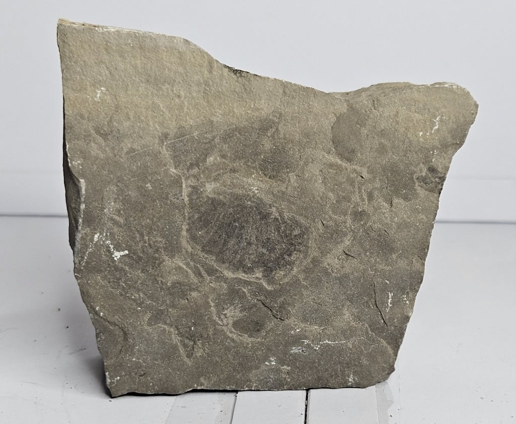 Hard Rock Sea Scorpion Fossil in Matrix: tem is the exact item in the image bidder is respnsible for all value and grade determinatin - Please review the entire terms and condtions prior to placing any bids- All sales final and any bid isana