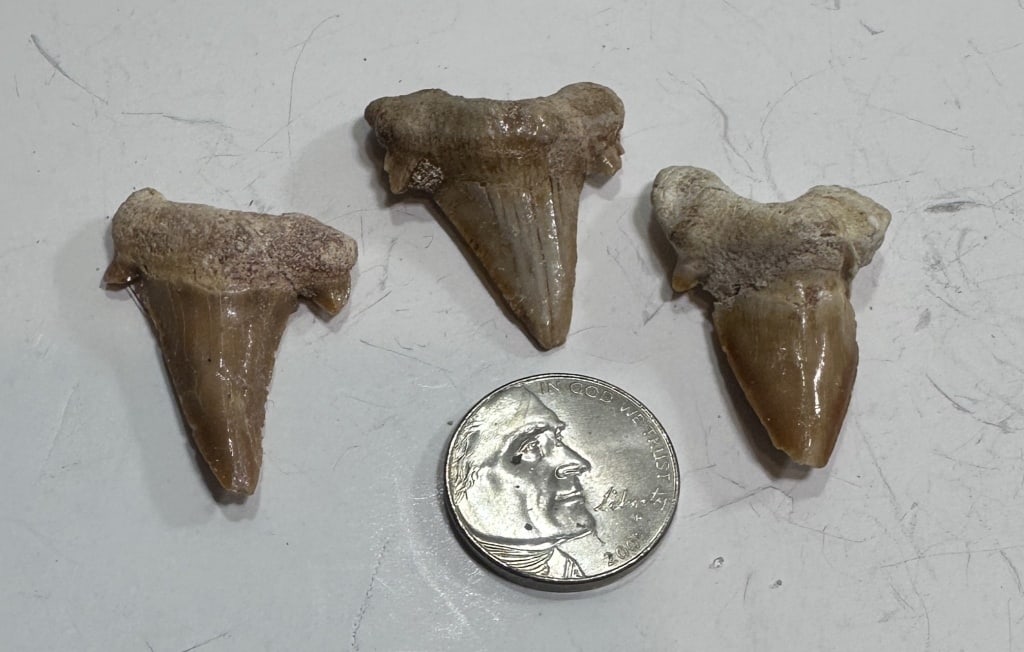 12.1 TGW Natural Shark Teeth Fossils: Item is the exact item in the image - Please review the terms and conditions prior to placing any bids -