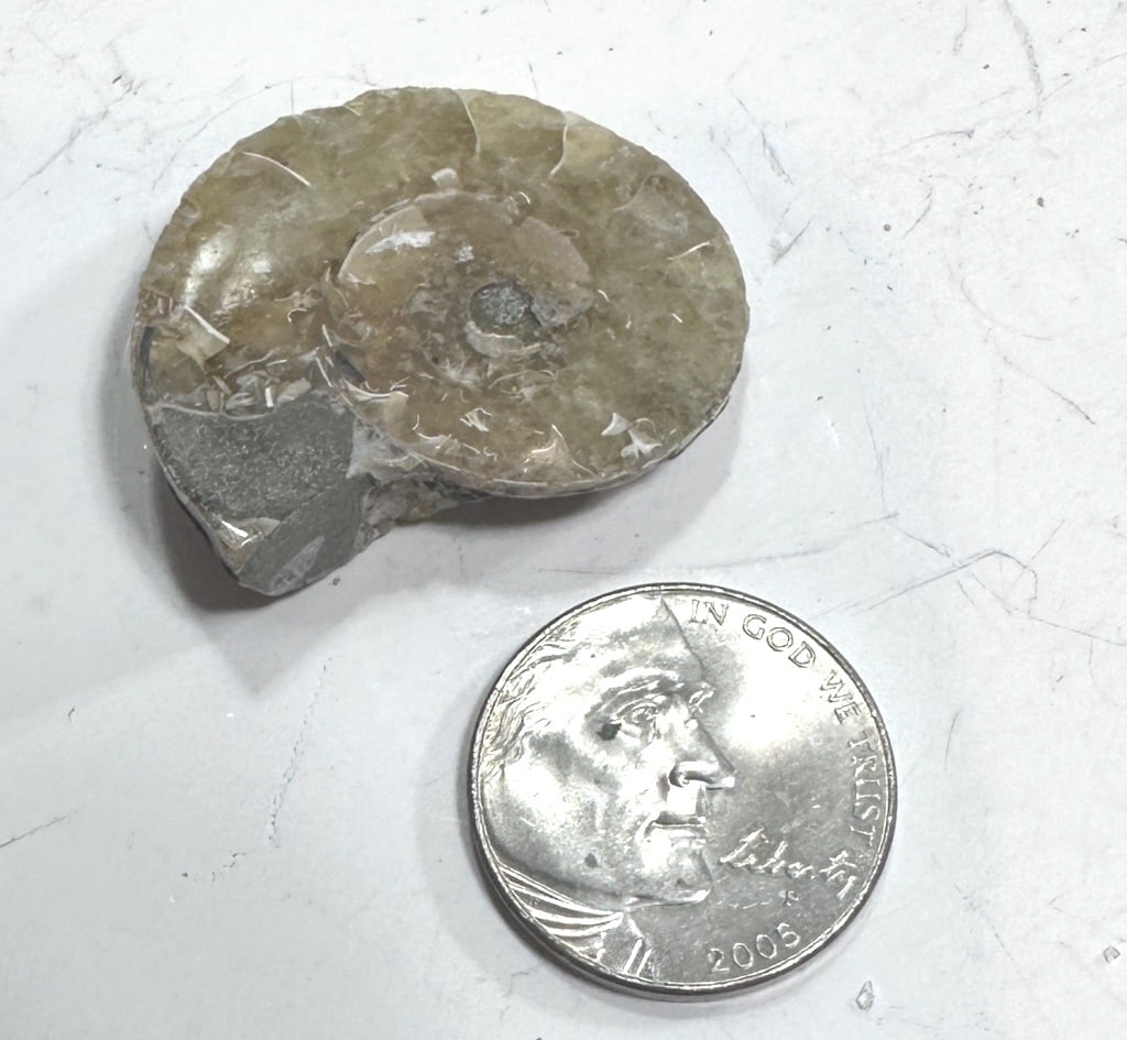 9.8 gram Natural Ammonite Fossil: Item is the exact item in the image - Please review the terms and conditions prior to placing any bids -