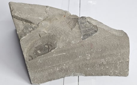 Hard Rock Sea Scorpion Fossil in Matrix