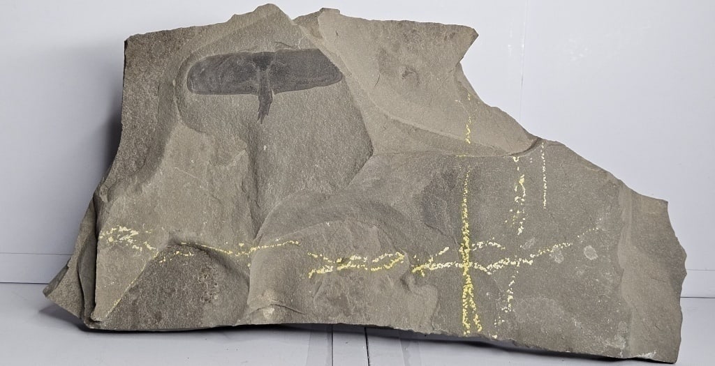 Large Hard Rock Sea Scorpion Fossil In Matrix: 4 lbs - tem is the exact item in the image bidder is respnsible for all value and grade determinatin - Please review the entire terms and condtions prior to placing any bids- All sales final and any b